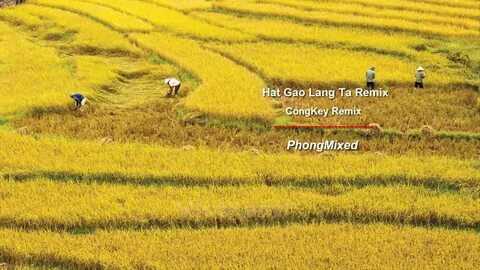 Hotspot Matrix và Cá Phổi Tây Phi: Sự Phát Triển trong Môi Trường Khắc Nghiệt_Làm video ngắn trên điện thoại
